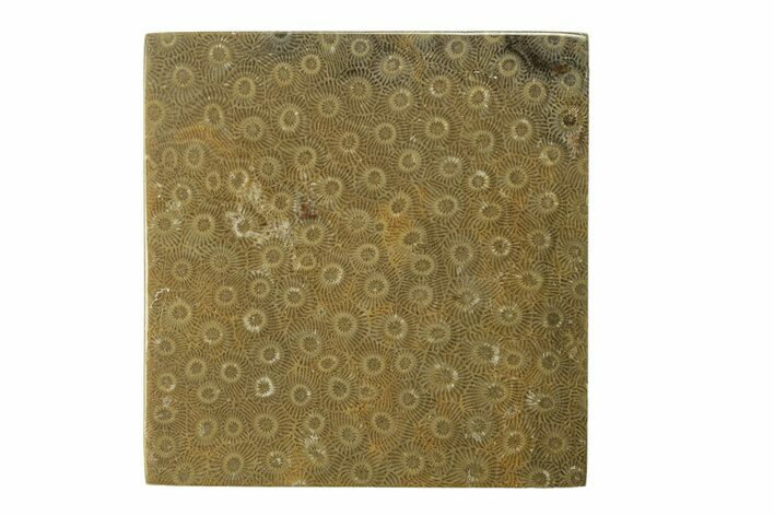 Polished Fossil Rugose Coral Slab - Morocco #276188